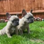 French bulldog puppies