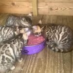 Top Quality Bengals