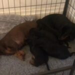 KC Miniature Dachshund stud use only
