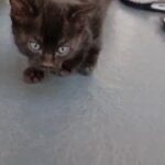 TICA Bengal Kitten Melanistic