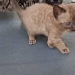 TICA Bengal Solid Mink