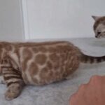 TICA Pedigree Snow Mink Bengal last baby