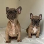 French bulldog puppies