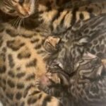 ?ACTIVE PEDIGREE QUEEN TICA REGISTERED?