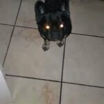Full Fluffy French Bulldog for sale