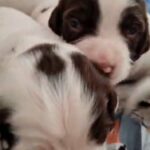 springer spaniel puppies