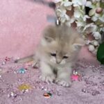 British shorthair Ay12 ( very light)