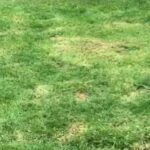 Miniature Dachshund
