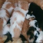 Beautiful Main Coon & Persian mix kitten