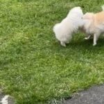 White Pomeranian