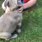 Isabella french bulldog