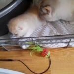 baby scottish fold