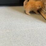Maine Coon Cross Kittens!