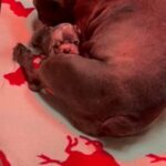 french bulldogs