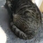 Beautiful and affectionate male kitten