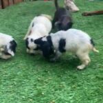 cocker spaniel pups blue roan