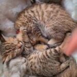 Scottish fold X Bengal Kittens