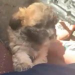 F1 Lhasa poo puppies