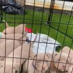 pocket bullies??