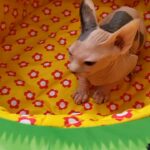 Tica Active sphynx female kitten.