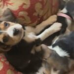 Beagle Puppies Tri Colour Pedigree Championship