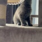 Beautiful British shorthair boy ?