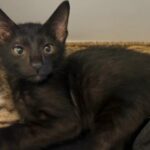 Bengal x Oriental kittens boys and girls