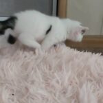 1 lovly kitten for sale in barking