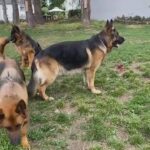 KC Registered Top Blood line German Shepherd Dogs & 11 Days Old Puppies