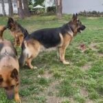 KC Registered Top Blood line German Shepherd Dogs & 11 Days Old Puppies