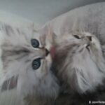 Persian Chinchilla Full Breed Kittens Read y Now