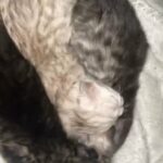 chinchilla Persian
