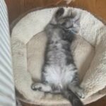 Maine coon kittens
