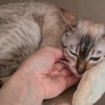 Stunning Tica active Bengal Lynx female
