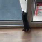 super active black male kitten