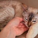 STUNNING BENGAL FEMALE SEAL LYNX SNOW