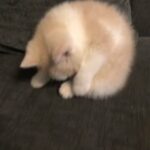 British shorthair kittens