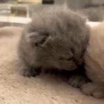 British Shorthair kitten
