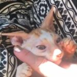 cornish  rex kittens /pedigree /2 boys !