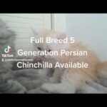 Persian Chinchilla Kittens Blue eyes - Girl and Boys