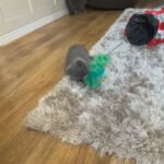 British shorthair blue boy GCCF