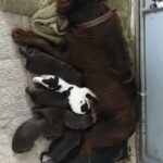 Cocker spaniel puppies