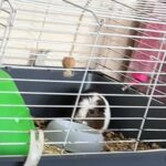 2 male Guinea pigs