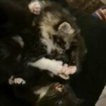 5 kittens ready to go soon