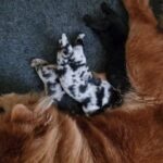 Chow Chow Puppies