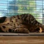 Savannah Girl rehoming