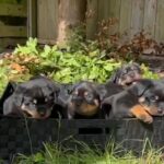 Stunning Rottweiler puppies