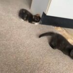 free kittens