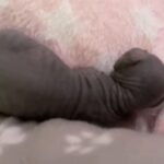 Baby sphynx cat