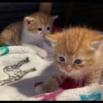 Pure Ginger European Short Hair Male Kitten